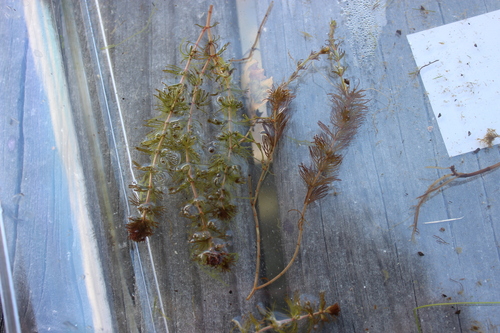 new zealand water-milfoil (Myriophyllum triphyllum)