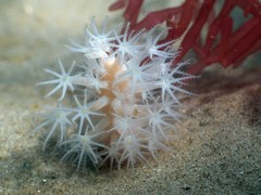 Veretillidae