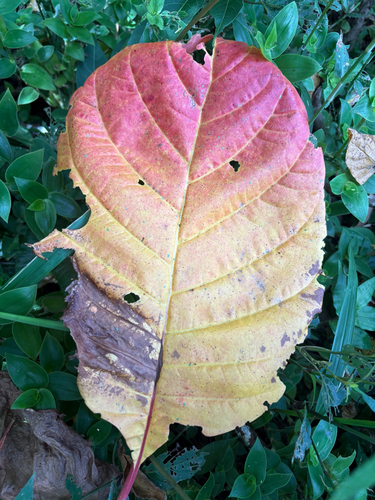 Cinchona pubescens observed 2026-03-27