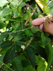 Paullinia fuscescens