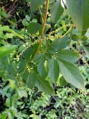 Paullinia fuscescens