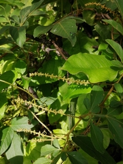 Paullinia fuscescens