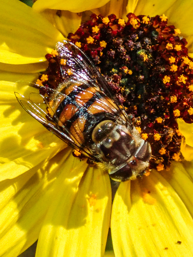 Unknown species found near Del Mar Heights, San Diego, CA 92014, USA