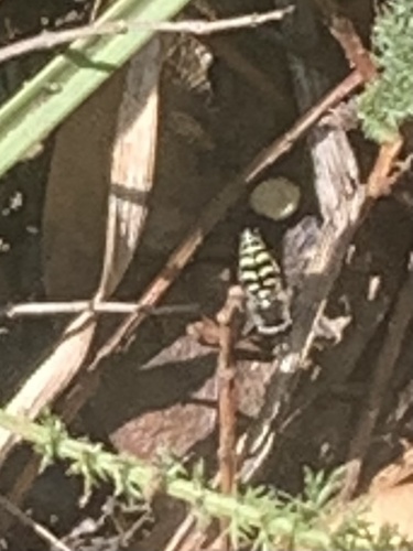 Unknown species found near Madonna Dr, Suisun City, CA, US