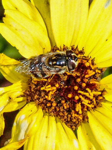 Unknown species found near Del Mar Heights, San Diego, CA 92014, USA