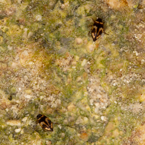 Hydroporinae