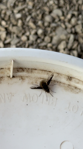 Unknown species found near Spokane