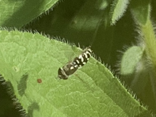 Unknown species found near Madonna Dr, Suisun City, CA, US