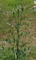 Cirsium pumilum