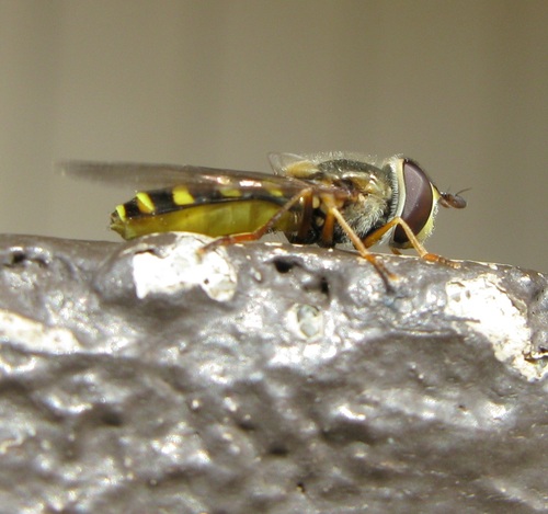 Unknown species found near Erie County, PA, USA