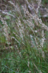 Rytidosperma unarede