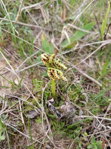 winter grapefern (Holubiella lunarioides)