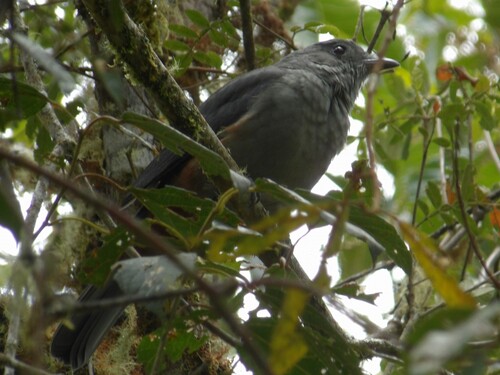 Scimitar-winged Piha (Lipaugus uropygialis)