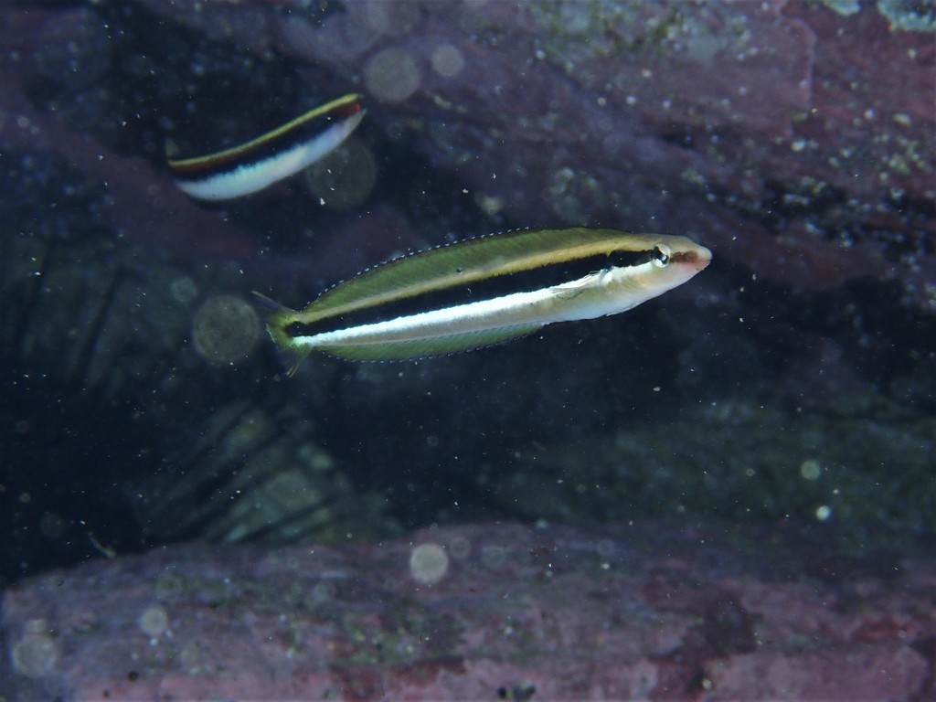Dussumier's blenny (Aspidontus dussumieri) — Blenniidae