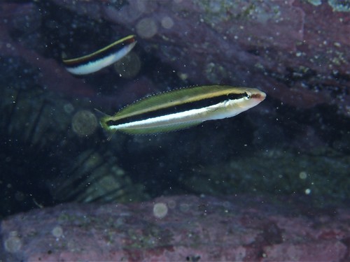 Dussumier's blenny (Aspidontus dussumieri) — Blenniidae