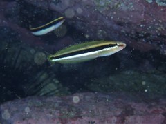 Aspidontus dussumieri