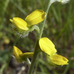 Crotalaria brevis