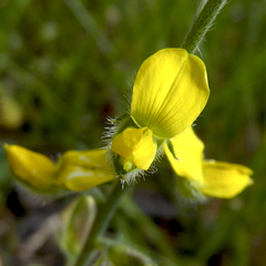 Crotalaria brevis
