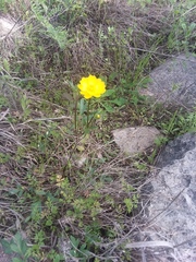 Ranunculus macranthus