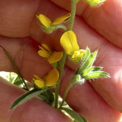 Crotalaria brevis