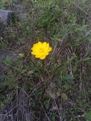 Ranunculus macranthus