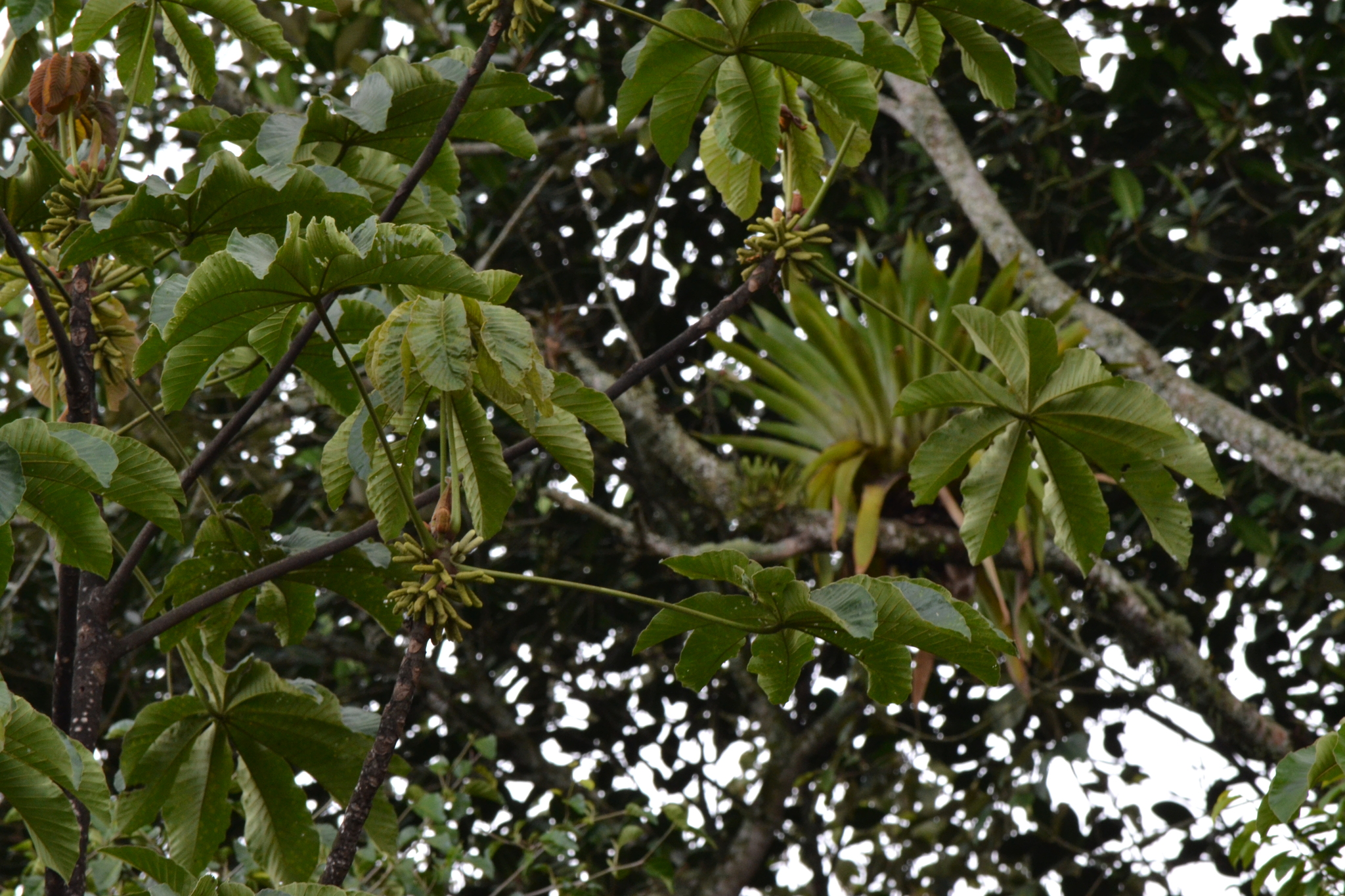 Cecropia angustifolia