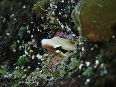 Aspidontus dussumieri