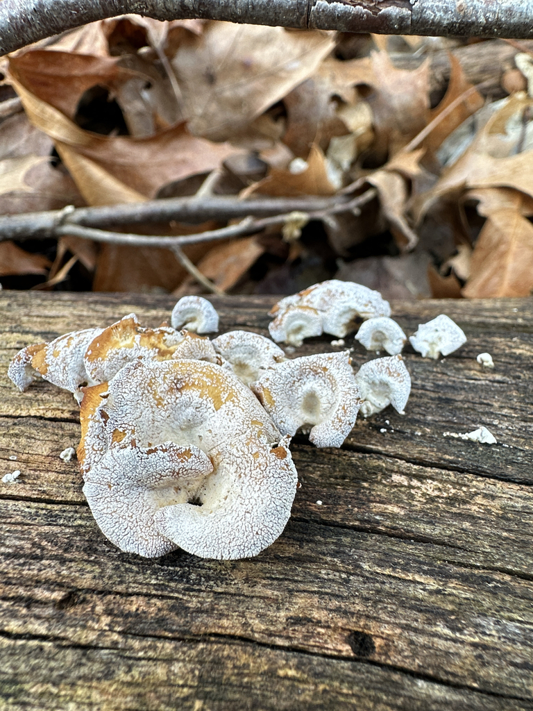 Panellus stipticus · March 2026 · photo: © peterq (iNaturalist, cc-by)