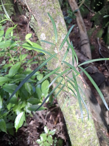 Narrow leaved maire (Nestegis montana)