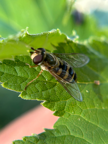 Unknown species found near Kings Rd, Brisbane, CA, US