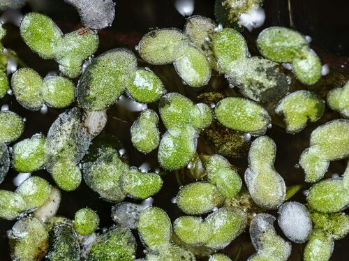 Least Duckweed (Lemna minuta)
