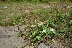 Peucedanum japonicum