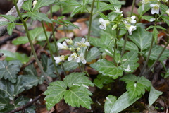 Cardamine diphylla