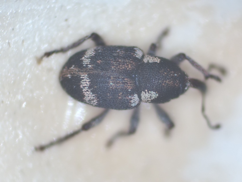 Cydmaea luctuosa