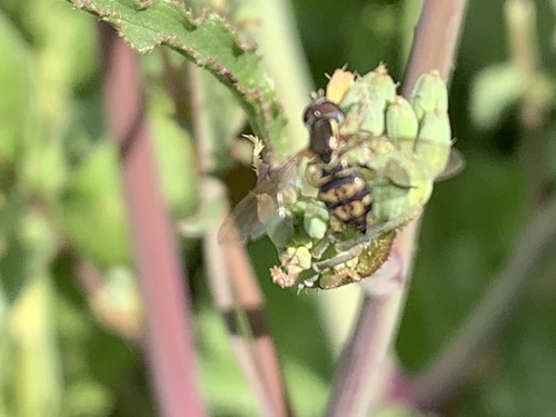 Unknown species found near Deer Island Ln, Novato, CA, US