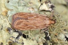Depressaria daucella