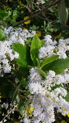 Ceanothus arboreus
