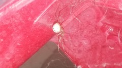 Latrodectus geometricus