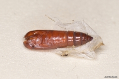 Depressaria daucella