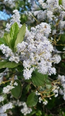 Ceanothus arboreus