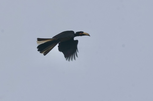 Congo Pied Hornbill