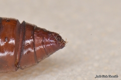 Depressaria daucella
