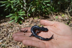 Plethodon teyahalee