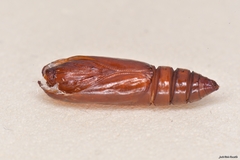 Depressaria daucella