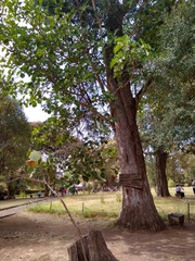 Ficus