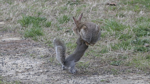 Eastern Cottontail photographed in Virginia