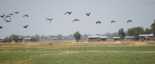 Northern Spur-winged Goose