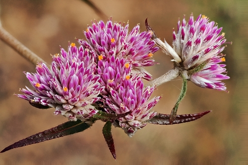 Gomphrena Weed (Gomphrena flaccida)
