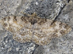 Protoboarmia simpliciaria