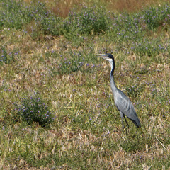 Ardea melanocephala